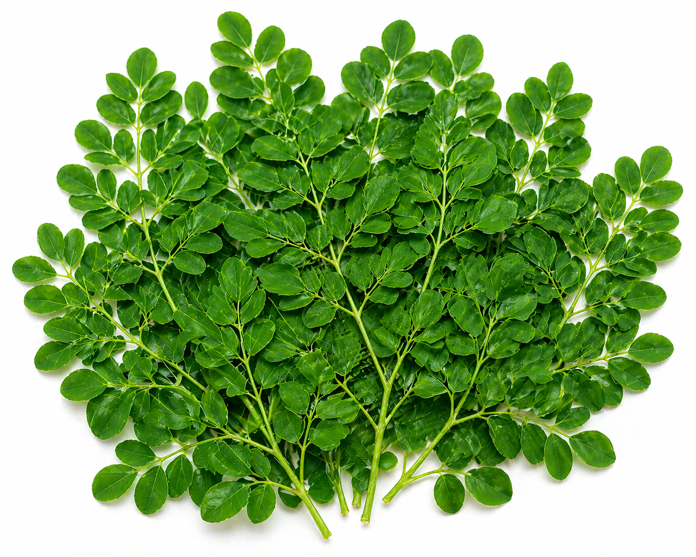 Drumstick leaves powder